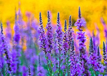 独立游戏Party“游机会”观众报名正式开启！8月1日上海见！